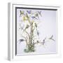 Birds: Psittaciformes, Budgerigar (Melopsittacus Undulatus) on Tree-null-Framed Giclee Print