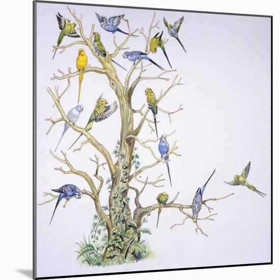 Birds: Psittaciformes, Budgerigar (Melopsittacus Undulatus) on Tree-null-Mounted Giclee Print