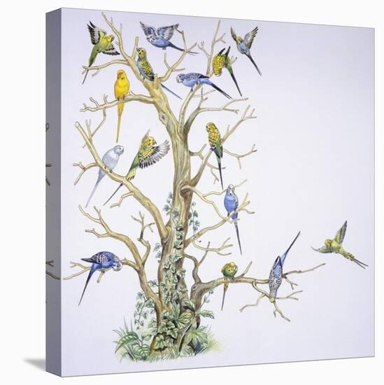 Birds: Psittaciformes, Budgerigar (Melopsittacus Undulatus) on Tree-null-Stretched Canvas