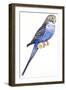 Birds: Psittaciformes, Budgerigar (Melopsittacus Undulatus)-null-Framed Giclee Print