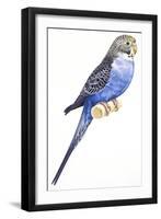 Birds: Psittaciformes, Budgerigar (Melopsittacus Undulatus)-null-Framed Giclee Print