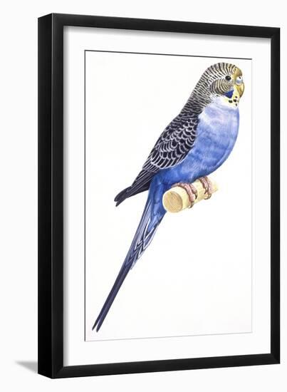 Birds: Psittaciformes, Budgerigar (Melopsittacus Undulatus)-null-Framed Giclee Print