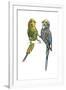 Birds: Psittaciformes, Budgerigars (Melopsittacus Undulatus) Arguing-null-Framed Giclee Print