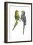 Birds: Psittaciformes, Budgerigars (Melopsittacus Undulatus) Arguing-null-Framed Giclee Print