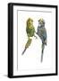 Birds: Psittaciformes, Budgerigars (Melopsittacus Undulatus) Arguing-null-Framed Giclee Print