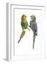 Birds: Psittaciformes, Budgerigars (Melopsittacus Undulatus) Arguing-null-Framed Giclee Print