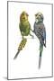 Birds: Psittaciformes, Budgerigars (Melopsittacus Undulatus) Arguing-null-Mounted Giclee Print