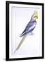 Birds: Psittaciformes, Cockatiel (Nymphicus Hollandicus)-null-Framed Giclee Print