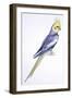 Birds: Psittaciformes, Cockatiel (Nymphicus Hollandicus)-null-Framed Giclee Print