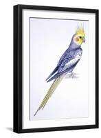 Birds: Psittaciformes, Cockatiel (Nymphicus Hollandicus)-null-Framed Giclee Print