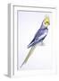 Birds: Psittaciformes, Cockatiel (Nymphicus Hollandicus)-null-Framed Giclee Print