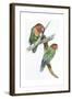 Birds: Psittaciformes, Couple of Fischer's Lovebird (Agapornis Fischeri) Feeding-null-Framed Giclee Print