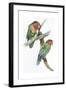 Birds: Psittaciformes, Couple of Fischer's Lovebird (Agapornis Fischeri) Feeding-null-Framed Giclee Print