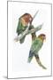 Birds: Psittaciformes, Couple of Fischer's Lovebird (Agapornis Fischeri) Feeding-null-Mounted Giclee Print