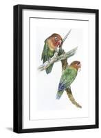 Birds: Psittaciformes, Couple of Fischer's Lovebird (Agapornis Fischeri) Feeding-null-Framed Giclee Print