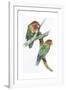 Birds: Psittaciformes, Couple of Fischer's Lovebird (Agapornis Fischeri) Feeding-null-Framed Giclee Print