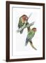 Birds: Psittaciformes, Couple of Fischer's Lovebird (Agapornis Fischeri) Feeding-null-Framed Giclee Print