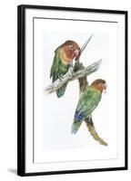 Birds: Psittaciformes, Couple of Fischer's Lovebird (Agapornis Fischeri) Feeding-null-Framed Giclee Print