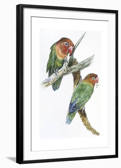 Birds: Psittaciformes, Couple of Fischer's Lovebird (Agapornis Fischeri) Feeding-null-Framed Giclee Print