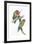 Birds: Psittaciformes, Couple of Fischer's Lovebird (Agapornis Fischeri) Feeding-null-Framed Giclee Print