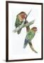 Birds: Psittaciformes, Couple of Fischer's Lovebird (Agapornis Fischeri) Feeding-null-Framed Giclee Print