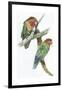 Birds: Psittaciformes, Couple of Fischer's Lovebird (Agapornis Fischeri) Feeding-null-Framed Giclee Print