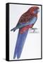 Birds: Psittaciformes, Crimson Rosella (Platycercus Elegans)-null-Framed Stretched Canvas