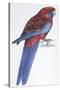 Birds: Psittaciformes, Crimson Rosella (Platycercus Elegans)-null-Stretched Canvas