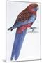 Birds: Psittaciformes, Crimson Rosella (Platycercus Elegans)-null-Mounted Giclee Print