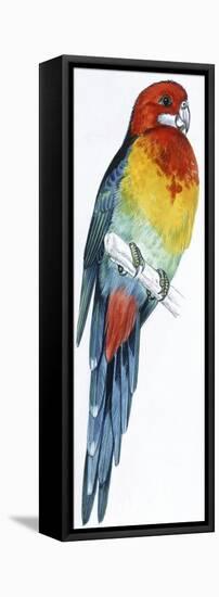 Birds: Psittaciformes, Eastern Rosella (Platycercus Eximius)-null-Framed Stretched Canvas