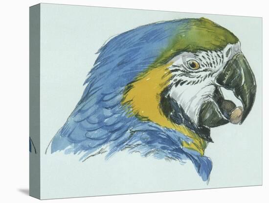 Birds: Psittaciformes, Head of Blue-And-Yellow Macaw (Ara Ararauna)-null-Stretched Canvas