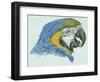 Birds: Psittaciformes, Head of Blue-And-Yellow Macaw (Ara Ararauna)-null-Framed Giclee Print