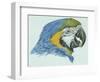 Birds: Psittaciformes, Head of Blue-And-Yellow Macaw (Ara Ararauna)-null-Framed Giclee Print