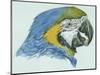 Birds: Psittaciformes, Head of Blue-And-Yellow Macaw (Ara Ararauna)-null-Mounted Giclee Print