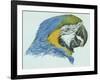 Birds: Psittaciformes, Head of Blue-And-Yellow Macaw (Ara Ararauna)-null-Framed Giclee Print