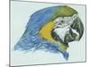 Birds: Psittaciformes, Head of Blue-And-Yellow Macaw (Ara Ararauna)-null-Mounted Giclee Print