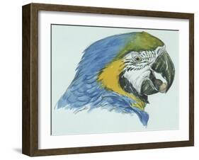 Birds: Psittaciformes, Head of Blue-And-Yellow Macaw (Ara Ararauna)-null-Framed Giclee Print