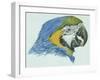 Birds: Psittaciformes, Head of Blue-And-Yellow Macaw (Ara Ararauna)-null-Framed Giclee Print