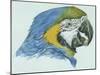 Birds: Psittaciformes, Head of Blue-And-Yellow Macaw (Ara Ararauna)-null-Mounted Giclee Print