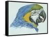 Birds: Psittaciformes, Head of Blue-And-Yellow Macaw (Ara Ararauna)-null-Framed Stretched Canvas