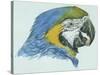 Birds: Psittaciformes, Head of Blue-And-Yellow Macaw (Ara Ararauna)-null-Stretched Canvas