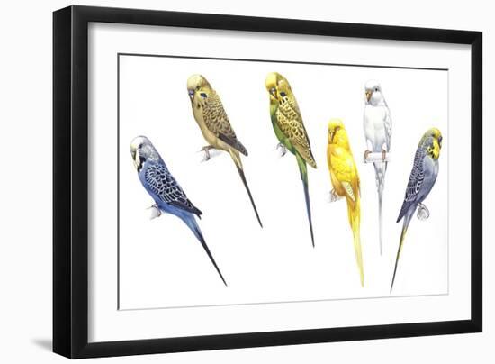 Birds: Psittaciformes-null-Framed Giclee Print