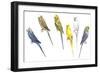 Birds: Psittaciformes-null-Framed Giclee Print