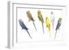 Birds: Psittaciformes-null-Framed Giclee Print