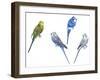 Birds: Psittaciformes-null-Framed Giclee Print