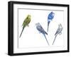 Birds: Psittaciformes-null-Framed Giclee Print