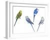 Birds: Psittaciformes-null-Framed Giclee Print