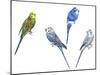 Birds: Psittaciformes-null-Mounted Giclee Print