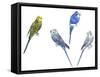 Birds: Psittaciformes-null-Framed Stretched Canvas