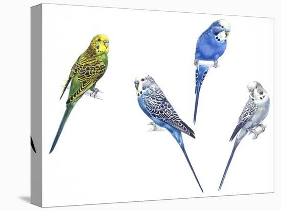 Birds: Psittaciformes-null-Stretched Canvas